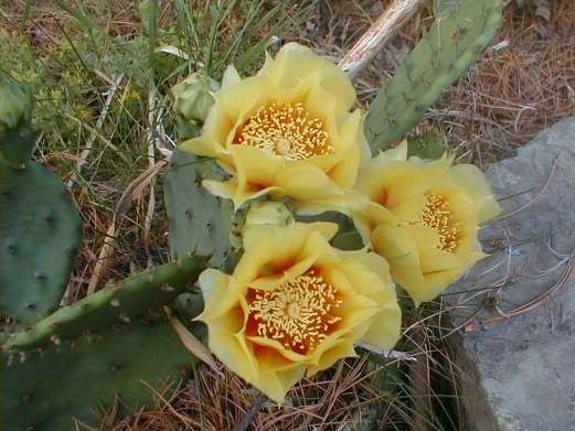 photo cactusbloom.jpg